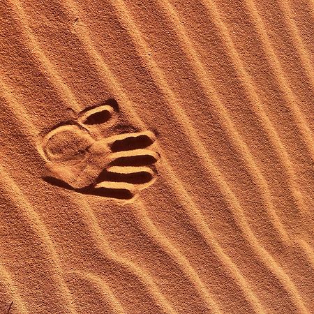 Wadi Rum Trip Exterior photo